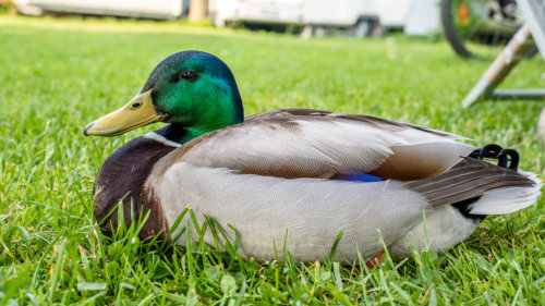 Michael Kannenberg - kamich.de